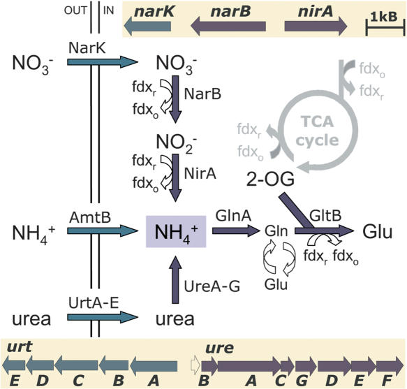 Figure 1.