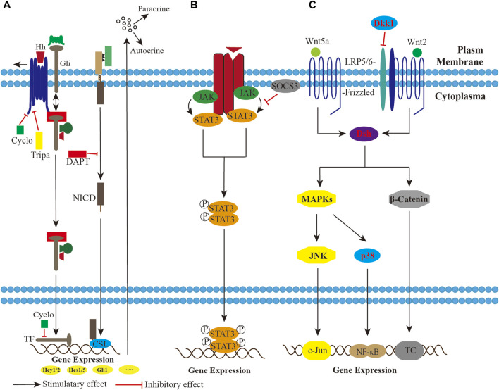 FIGURE 3