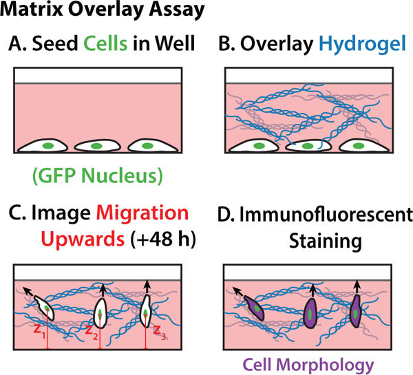 Figure 4: