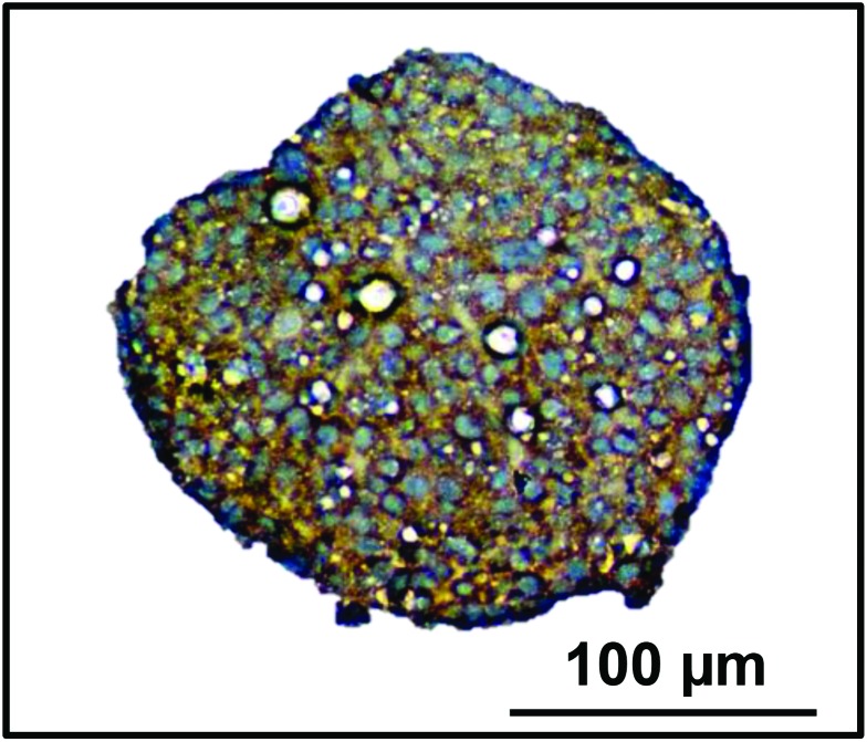 Fig. 8