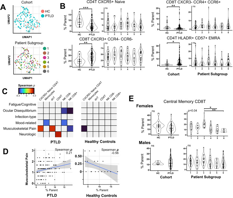 A composite image with multiple panels analyzing immune cell percentages and symptoms in PTLD and healthy controls. Panel A shows UMAP plots for cohorts and subgroups. Panel B features violin plots comparing immune cell percentages for various markers between groups. Panel C shows heat maps of symptom correlations with cell types. Panel D presents scatter plots of musculoskeletal pain versus immune cell percentages. Panel E includes violin plots comparing central memory CD8T cells in males and females across groups. Statistical significance is indicated by asterisks.