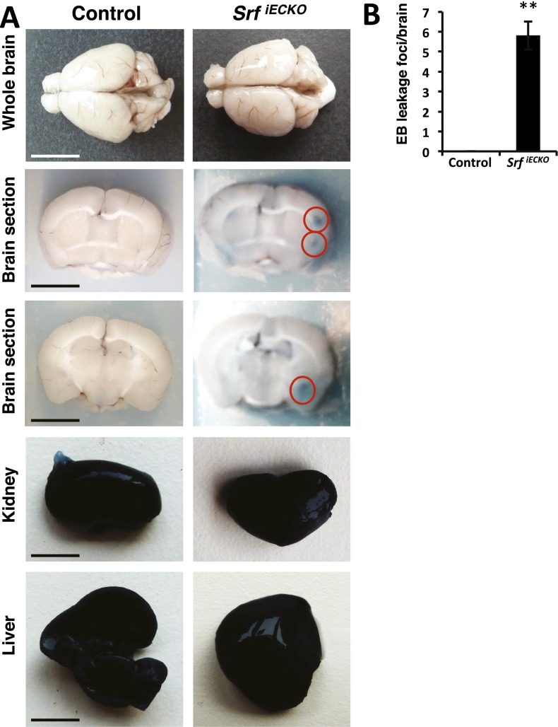 Fig. S4.