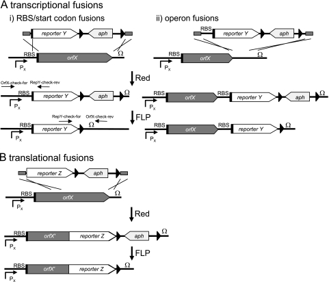 FIG. 1.