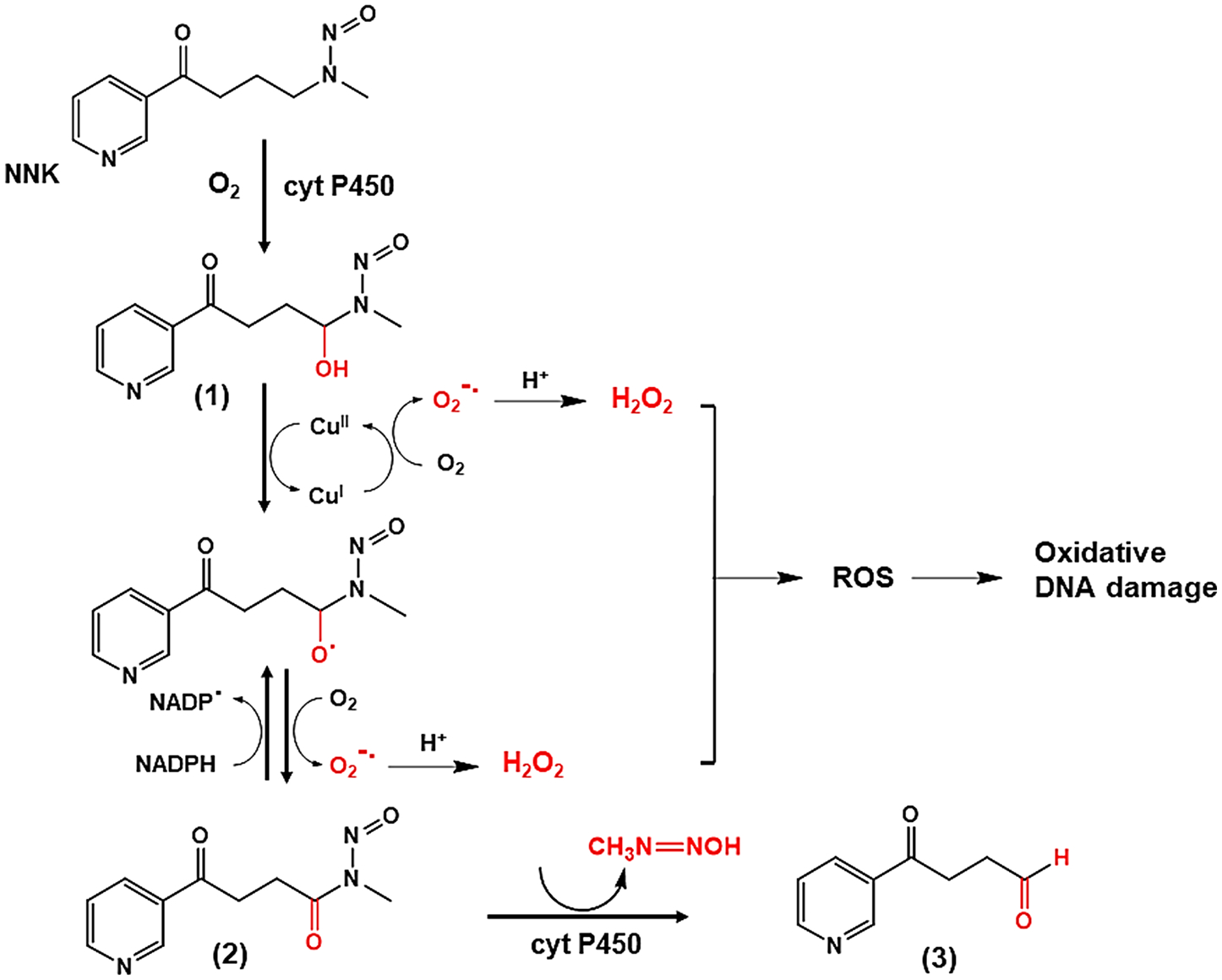 Scheme 5.