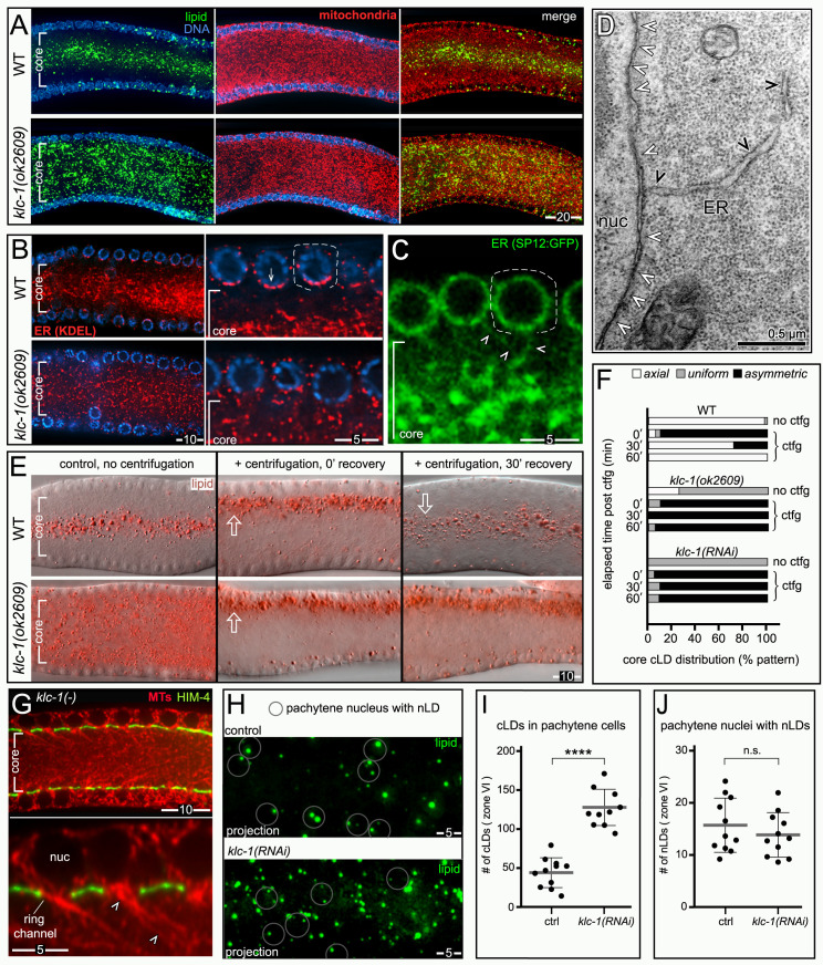 Fig 12