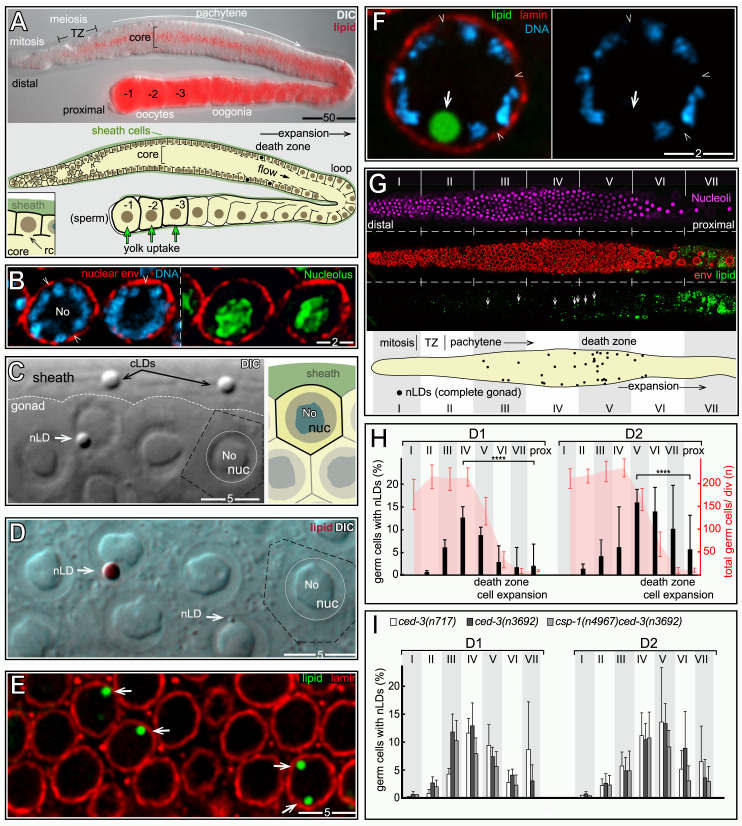 Fig 10