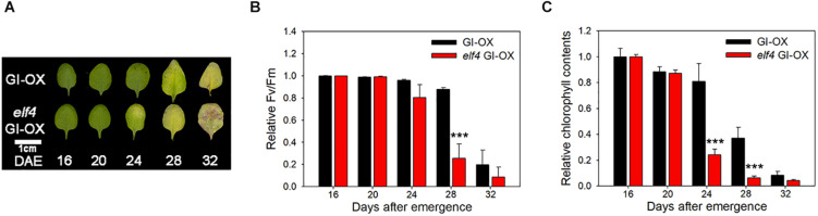 FIGURE 4