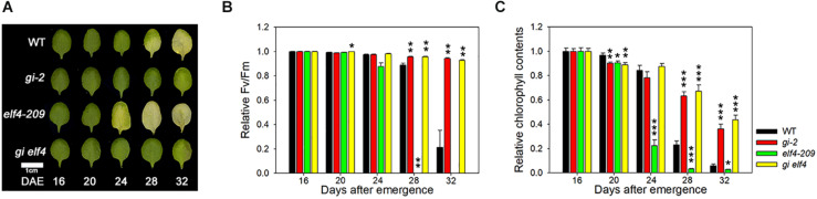 FIGURE 3