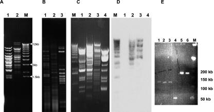 FIG. 3.