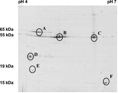 FIG. 5.