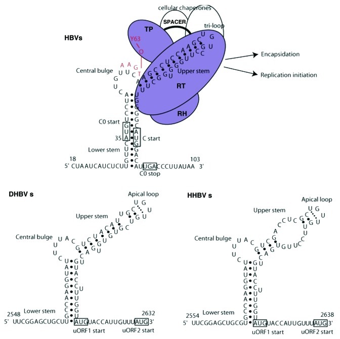 graphic file with name rna-9-130-g2.jpg