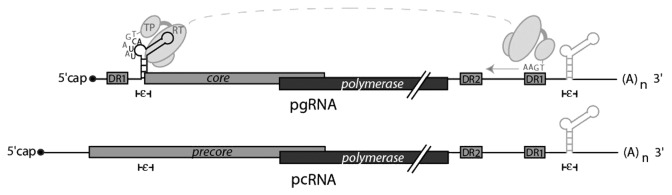 graphic file with name rna-9-130-g1.jpg