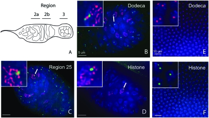 Figure 2.—