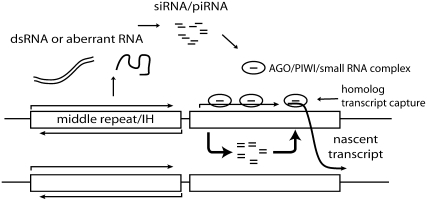 Figure 1.—