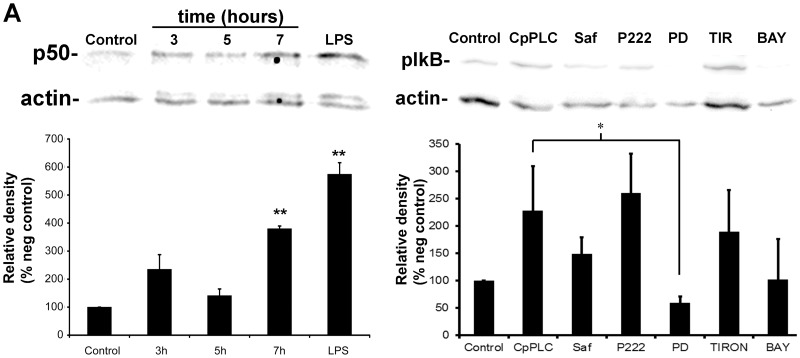 Figure 4.CpPLC