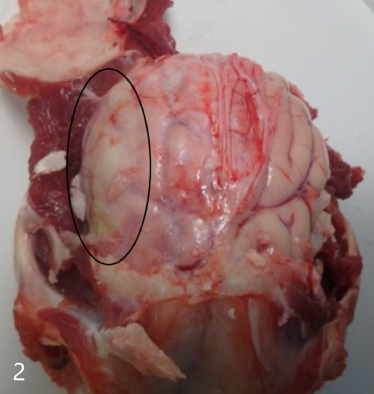 Fig 2
