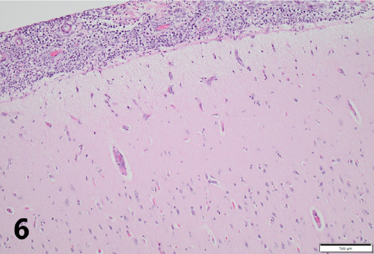 Fig 6