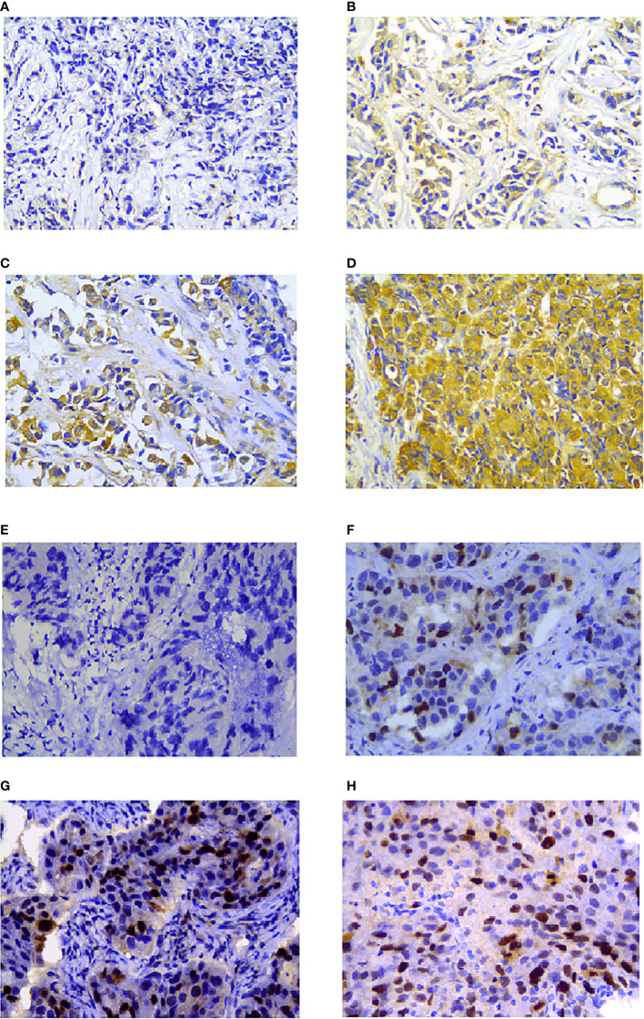 Figure 4
