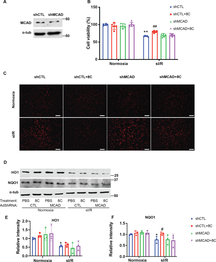 Figure 5—figure supplement 1.