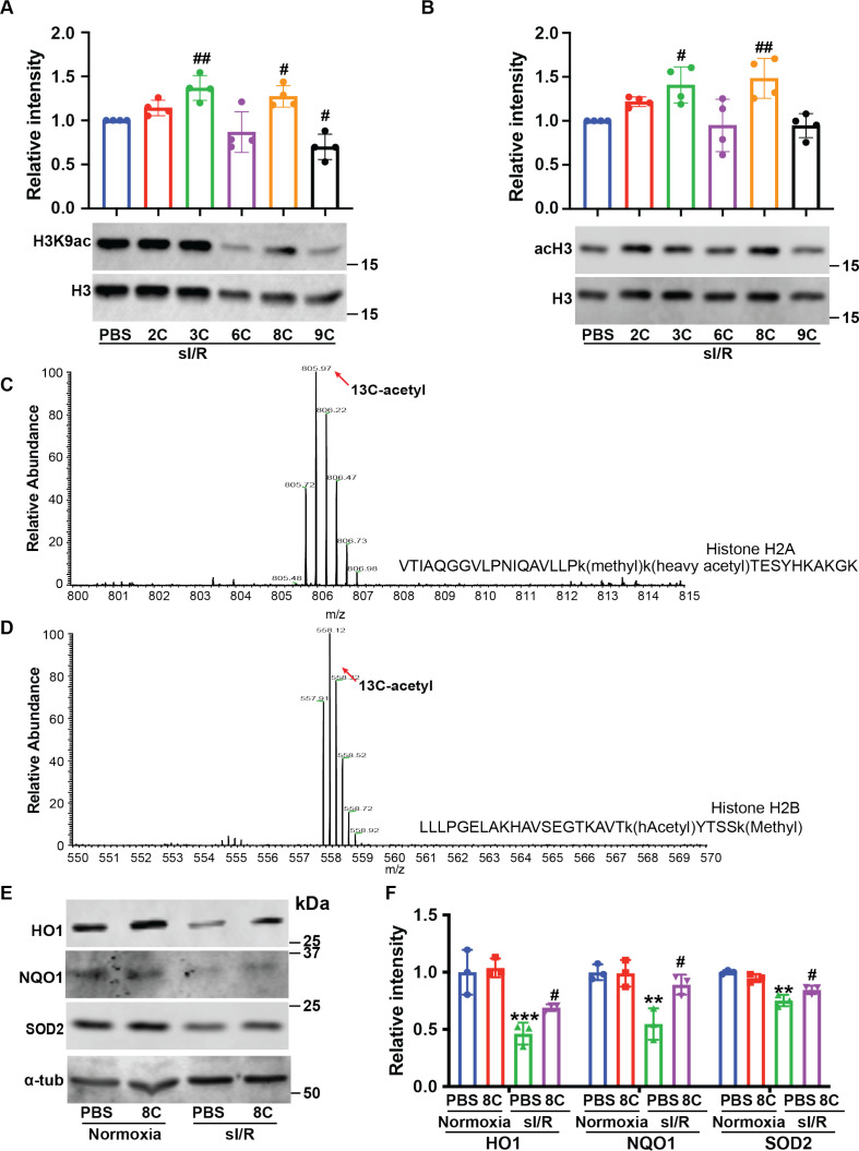 Figure 4—figure supplement 1.