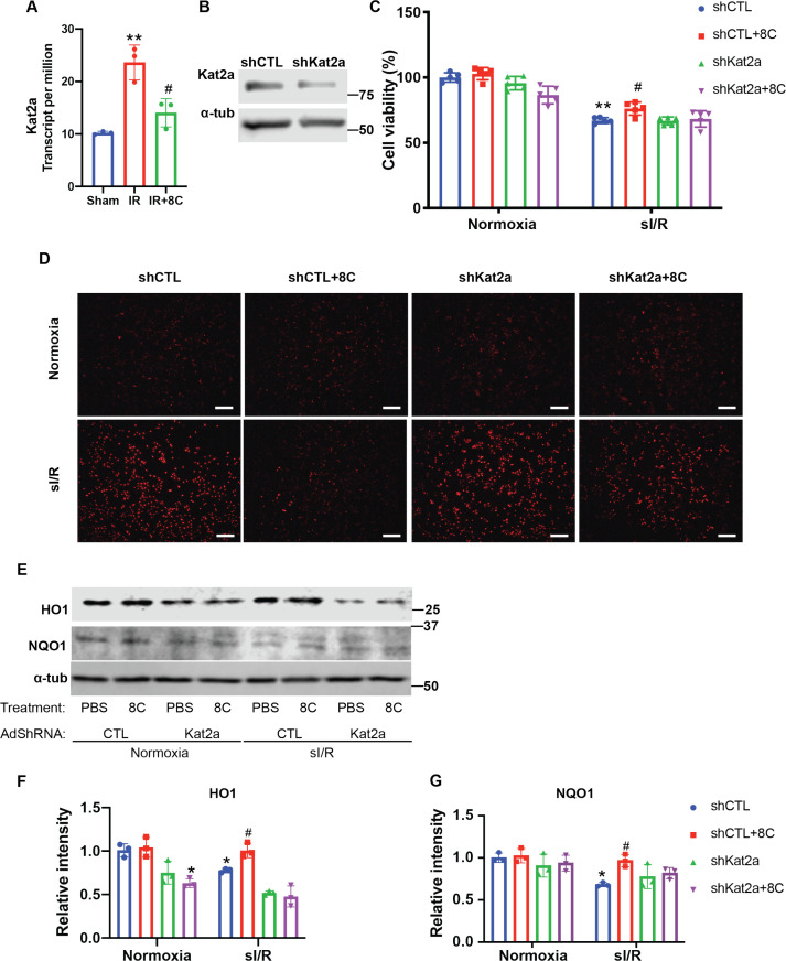 Figure 6—figure supplement 1.