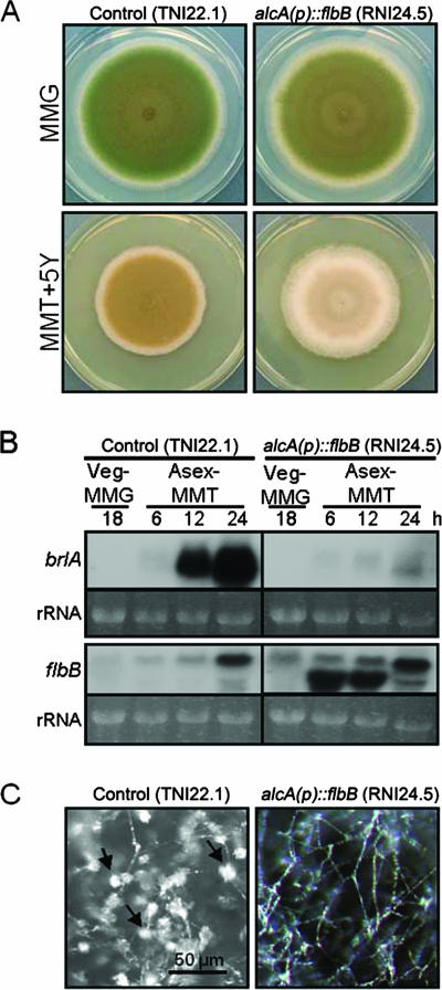 FIG. 8.