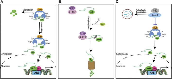 FIGURE 1