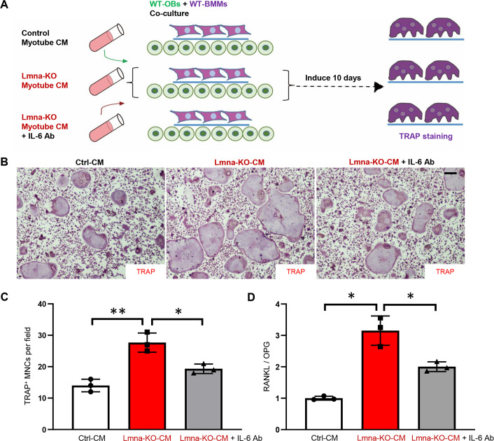 Fig 6