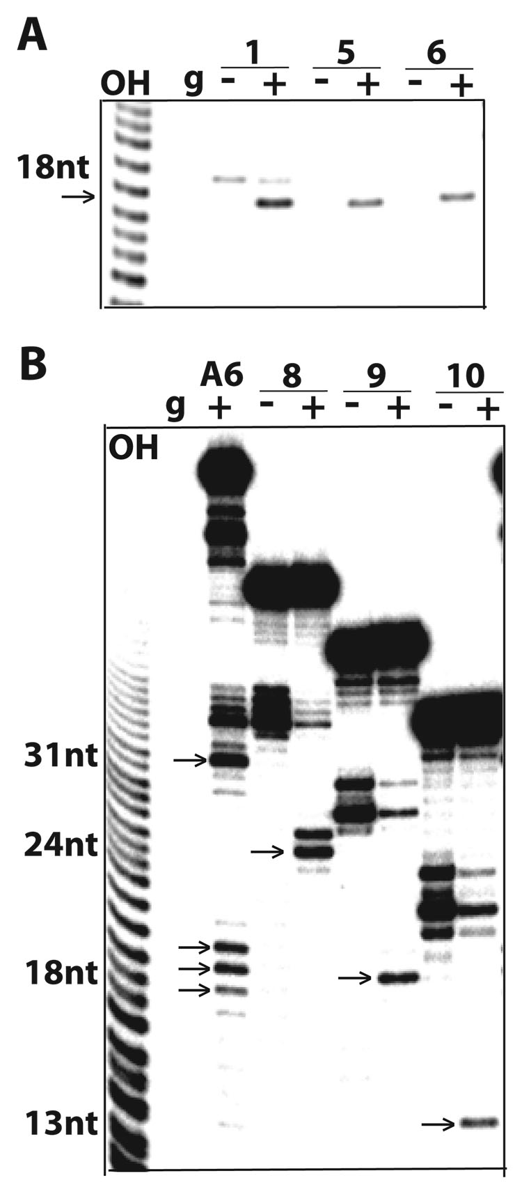 Fig. 5