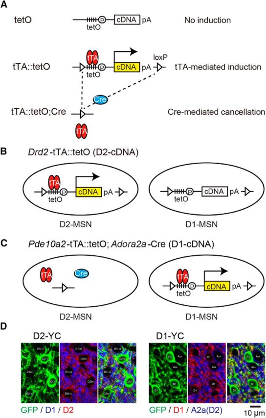 Figure 1.