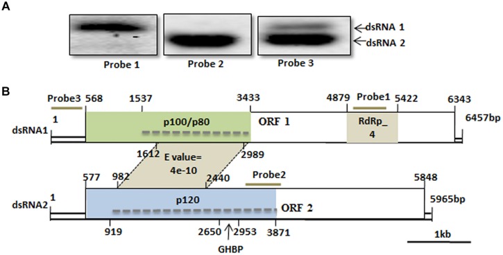 FIGURE 3