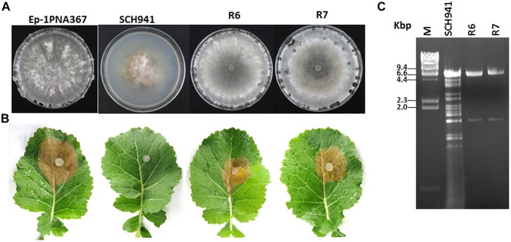 FIGURE 1