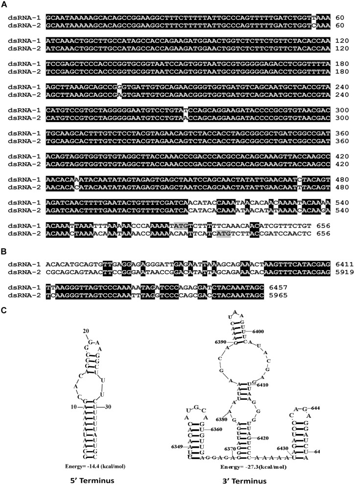 FIGURE 4