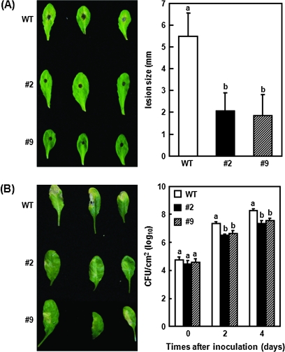 Fig. 6.