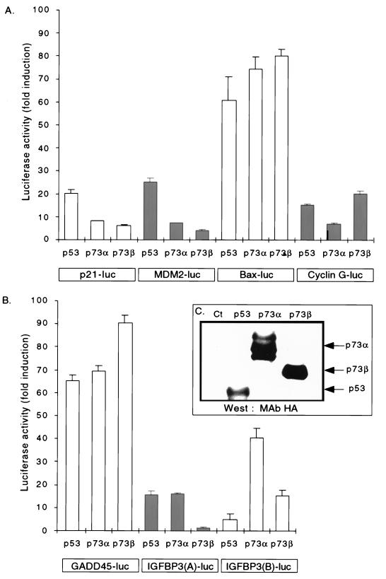 FIG. 1