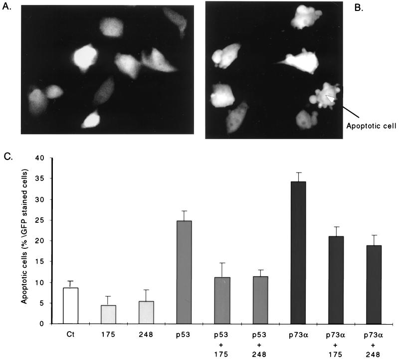 FIG. 6