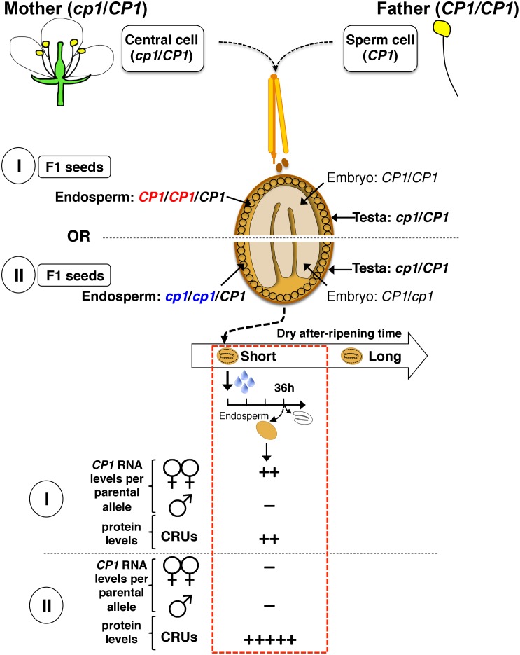 Figure 4—figure supplement 7.