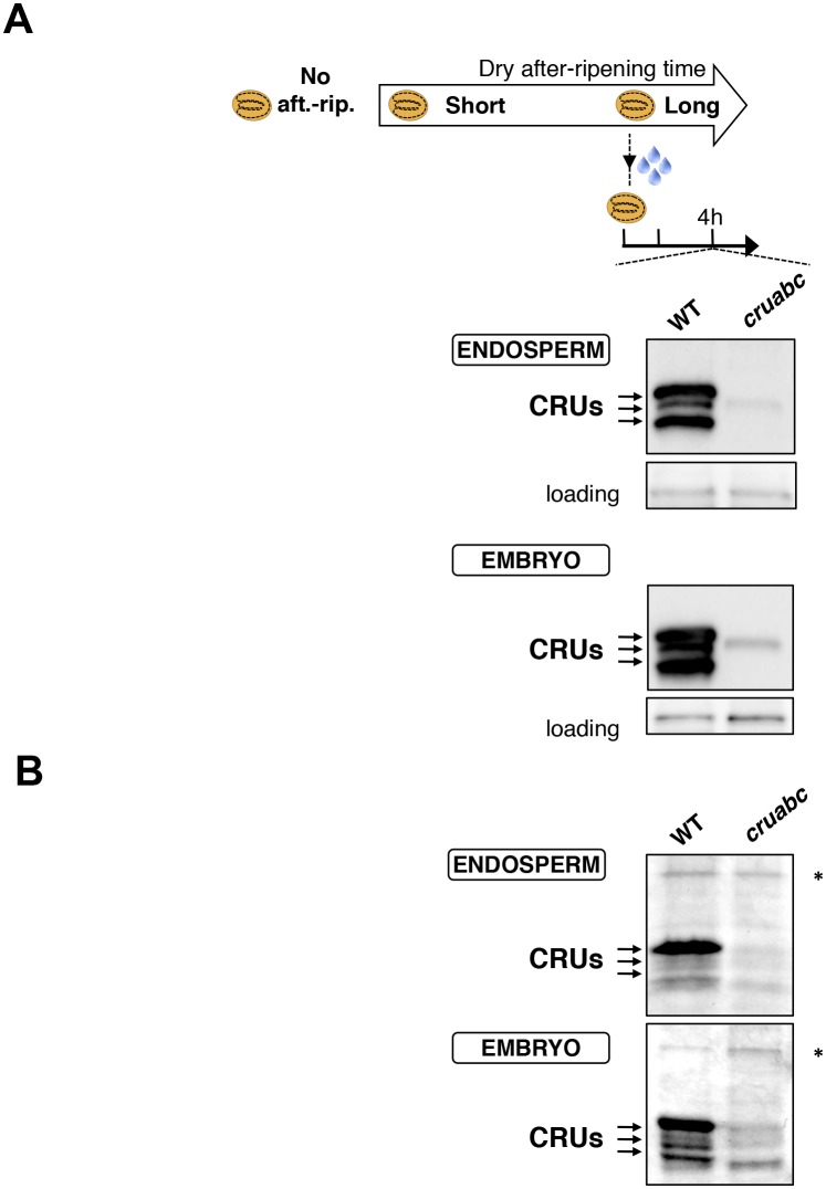 Figure 4—figure supplement 1.