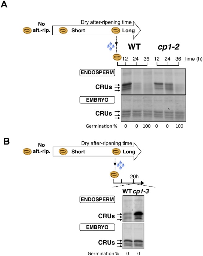 Figure 4—figure supplement 3.