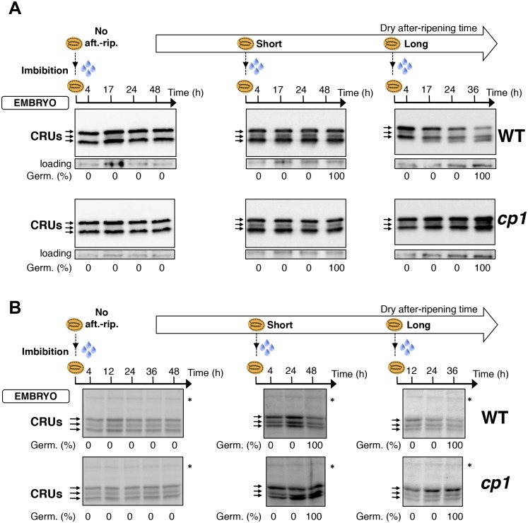 Figure 4—figure supplement 5.