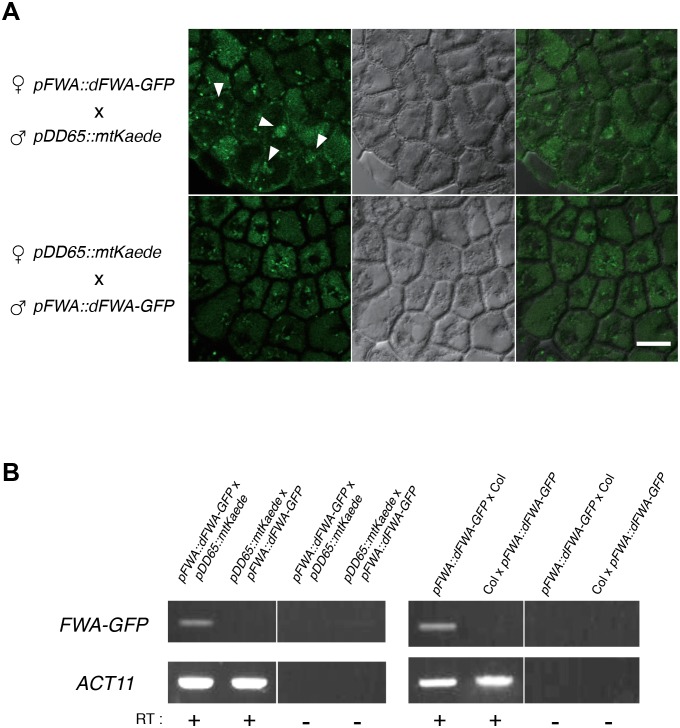 Figure 2—figure supplement 4.