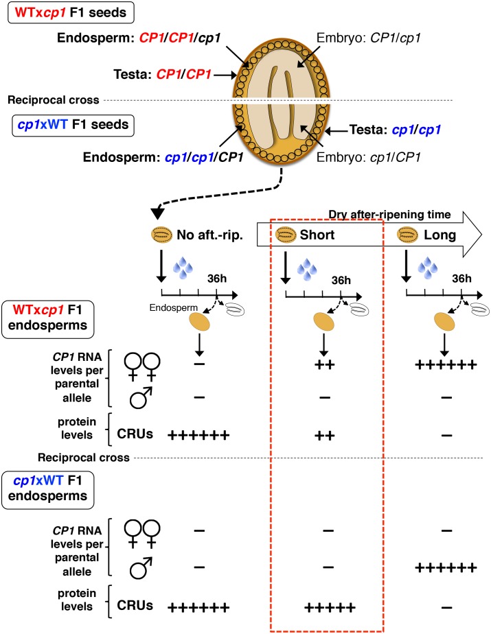 Figure 4—figure supplement 6.