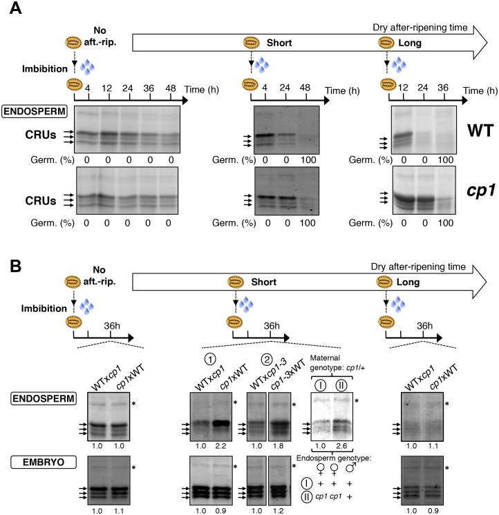 Figure 4—figure supplement 2.