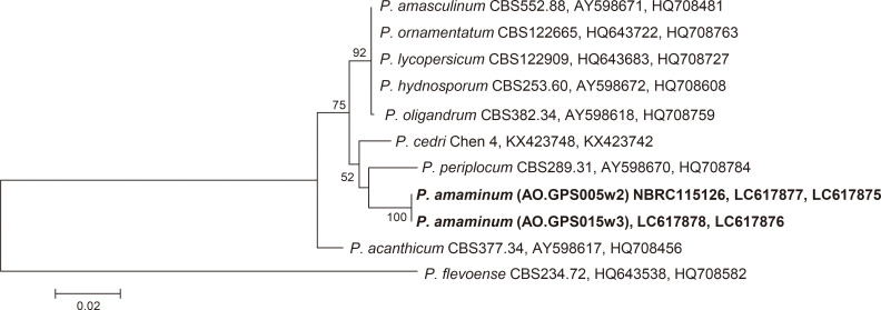 Fig. 1 Phylogenetic tree of Pythium clade D species, based on the combined sequences of the rDNA-ITS region and the cox1 gene and generated by maximum parsimony analysis.