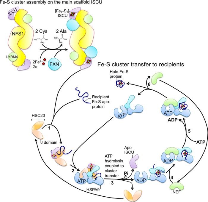 Biogenesis and functions of mammalian iron-sulfur proteins in the ...