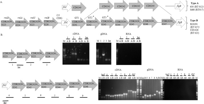 FIGURE 1.