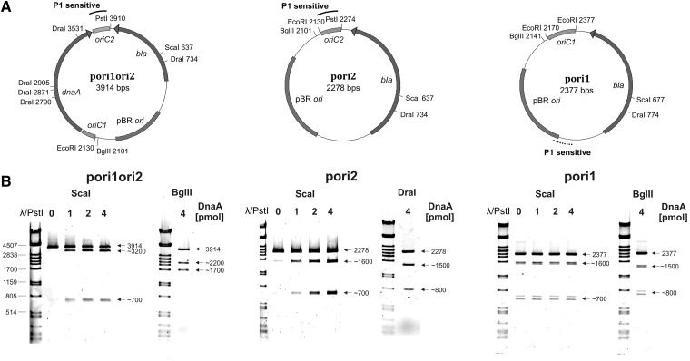 Figure 2.