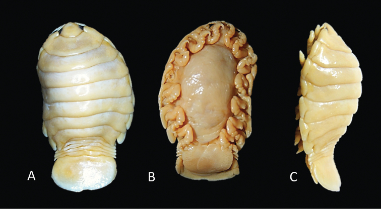 Figure 5.