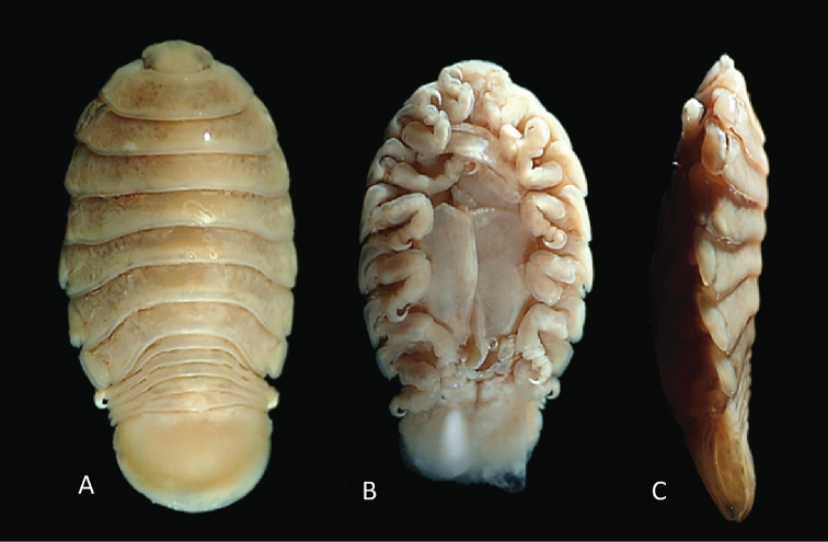 Figure 3.