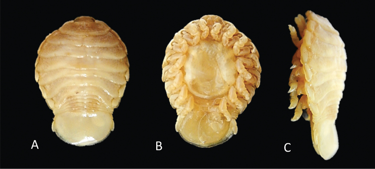 Figure 13.